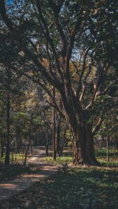 Benefits of Traditional Yoga for Modern Life