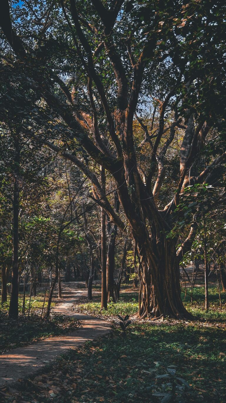 Benefits of Traditional Yoga for Modern Life